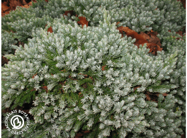 Juniperus squamata   'Blue Star'